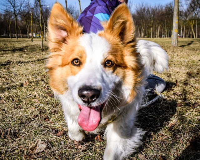 Bezdomne psy polecają się do adopcji. Zobacz zdjęcia, może na nim jest Twój nowy domownik? Na zdjęciu piękny Oluś ze schroniska w Radomiu. Na kolejnych zdjęciach w galerii psy z radomskiego schroniska, które czekają na adopcję.