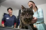 Ruszyła bezpłatna akcja sterylizacji i kastracji kotów wolno żyjących