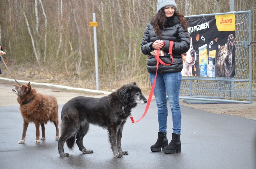 Ruszyła powiatowa zbiórka darów na rzecz Schroniska dla Bezdomnych Zwierząt w Głogowie