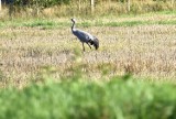 Jesienią żurawie odlatują. Zobaczcie piękne ptaki w gm. Sławno. Zdjęcia