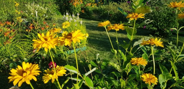 Kolorowe lato na ogródkach działkowych Zobacz kolejne zdjęcia/plansze. Przesuwaj zdjęcia w prawo - naciśnij strzałkę lub przycisk NASTĘPNE