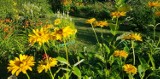 Kolorowe lato na ogródkach działkowych. Kwitną kwiaty, rosną jeżyny, maliny, ogórki i pomidory