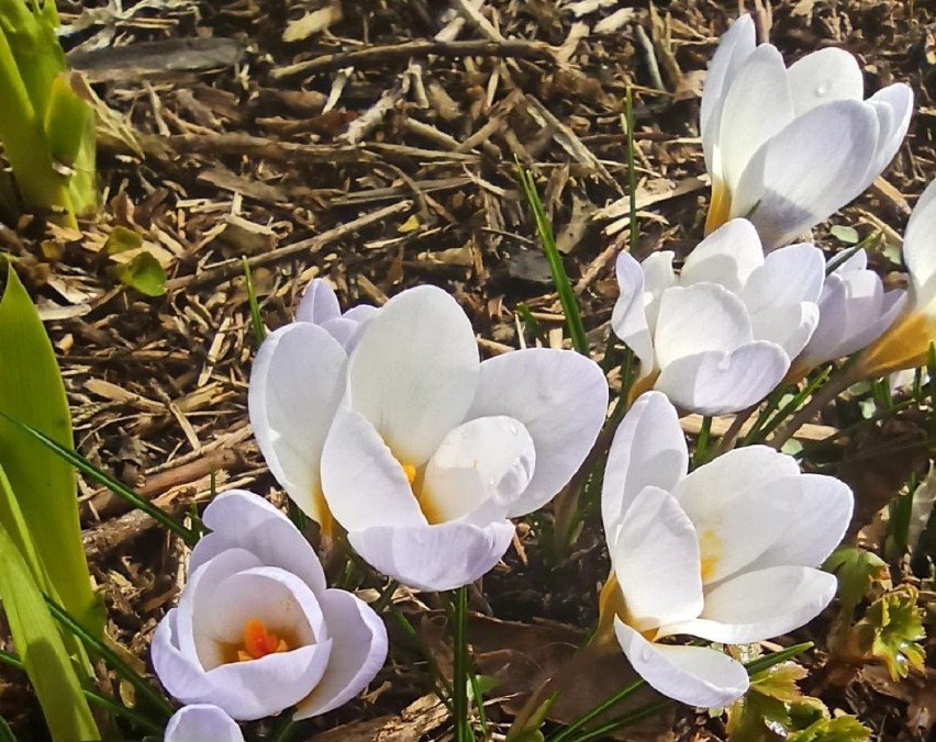 W ogrodzie gosławickiego muzeum rozkwitły pierwsze kwiaty
