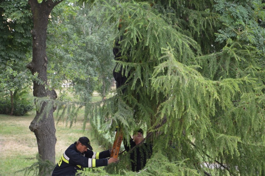 Strażacy z Ostrowca uratowali... kota uwięzionego na drzewie [ZDJĘCIA]