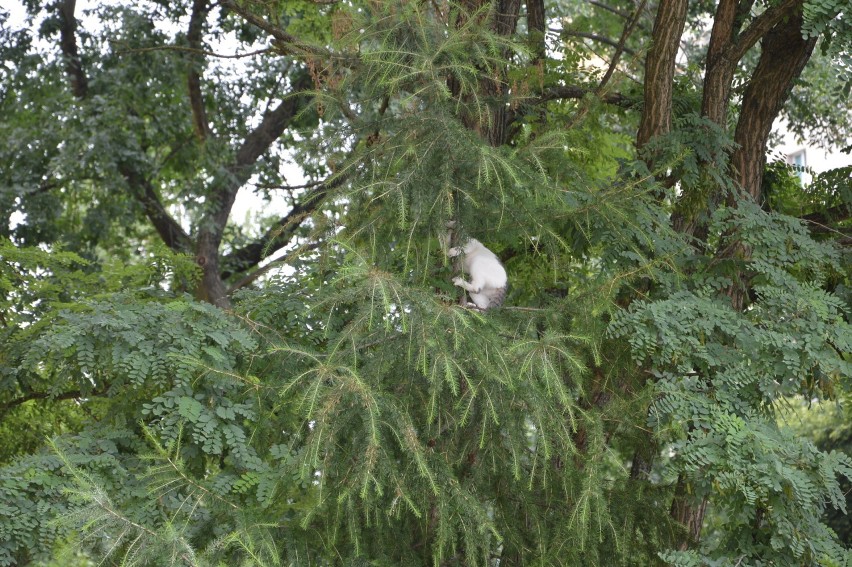 Strażacy z Ostrowca uratowali... kota uwięzionego na drzewie [ZDJĘCIA]