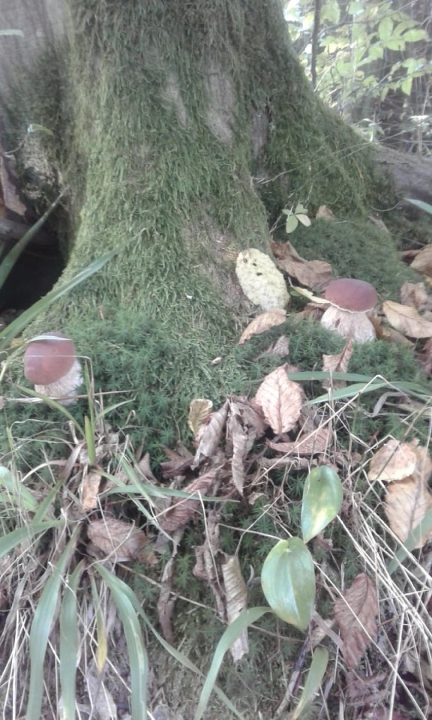 Grzyby z kraśnickich lasów! Zobacz zdjęcia Czytelników i sprawdź, jak należy zbierać grzyby