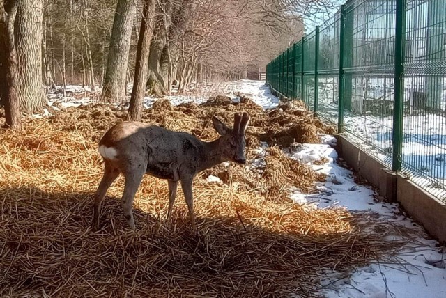 Koziołek sarny został zagoniony przez psy na osiedle w Bełchatowie