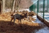 Koziołek sarny uratowany przez mieszkańców w Bełchatowie. Zwierzę przygoniły psy