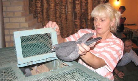 Krystyna Grochala wkłada gołębie do jednej ze specjalnych klatek, w których przewieziono je na miejsce startu.