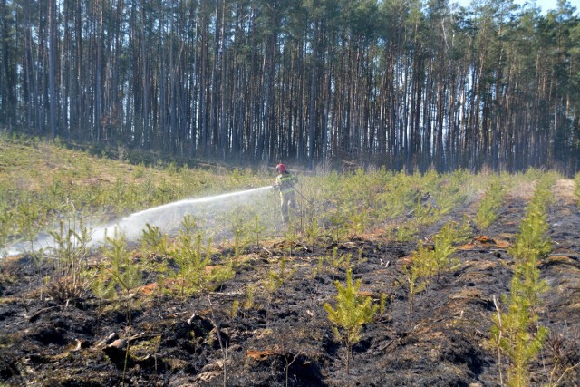 W miejscowości Lutówko-Młyn spłonął ponad hektar uprawy leśnej