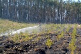 Pożar łąki i lasu w Lutówku - Młyn. Spłonął ponad hektar poszycia leśnego [zdjęcia]