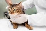 Koty chorują na ptasią grypę, a ich opiekunowie będą mieć nadzór epidemiologiczny. Jakie są zalecenia GIS-u?