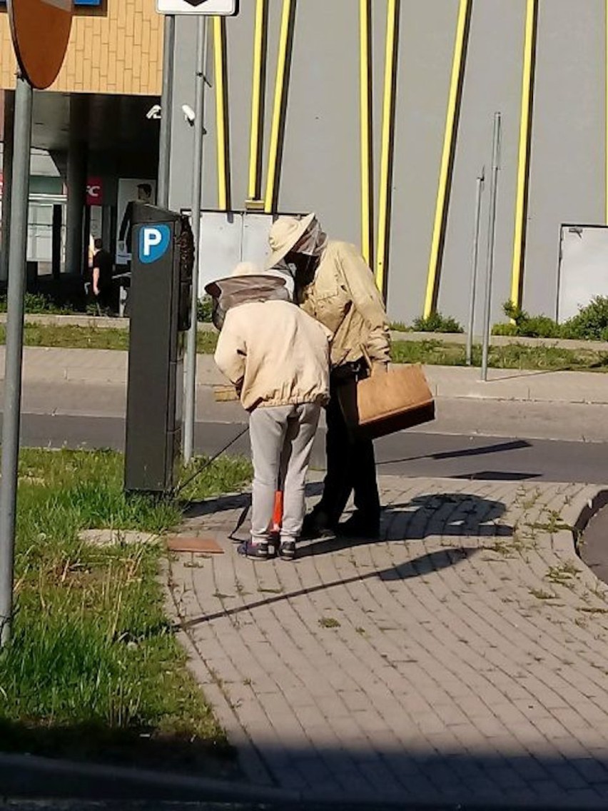 Rój pszczół na parkomacie. Interweniowali strażnicy miejscy [ZDJĘCIA]