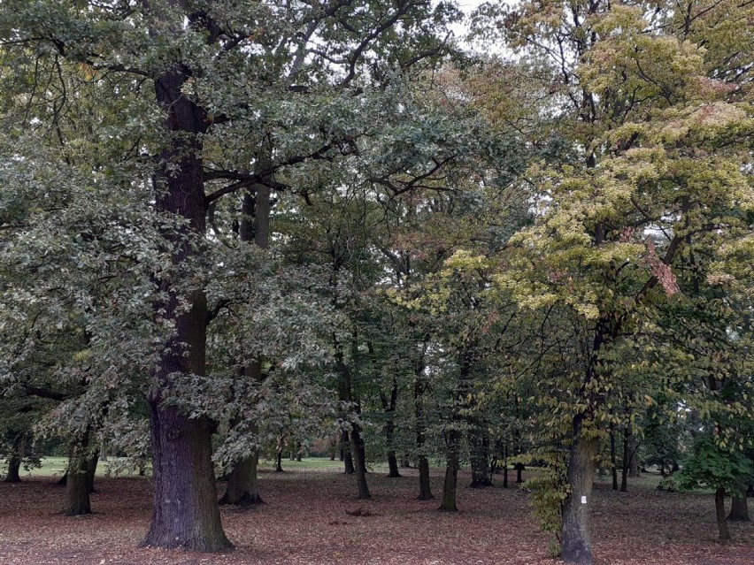 Park w Żelazkowie dziś