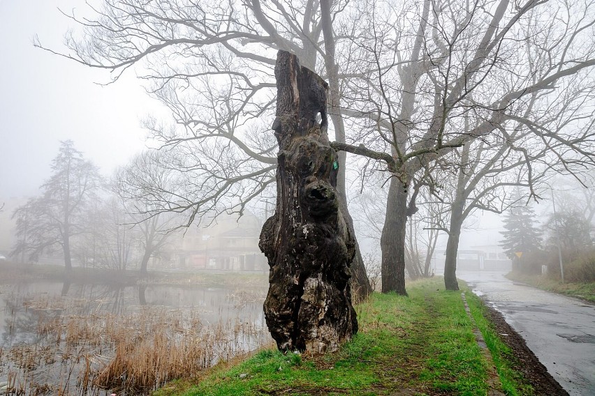 Czy dąb Chwalibóg, jedno z najstarszych drzew w Wałbrzychu wygra walkę o życie ? (WIDEO)