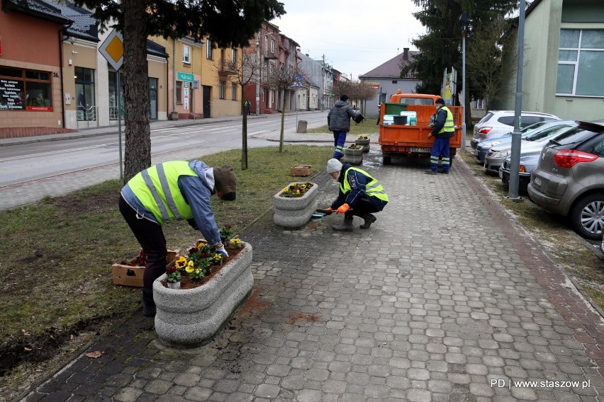 Staszów pięknieje na wiosnę. W mieście posadzono tysiąc bratków (ZDJĘCIA)