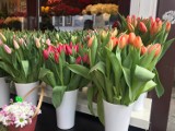 Tulipany i... pączki królują w Dzień Kobiet! Co jeszcze jest najczęściej kupowane 8 marca?