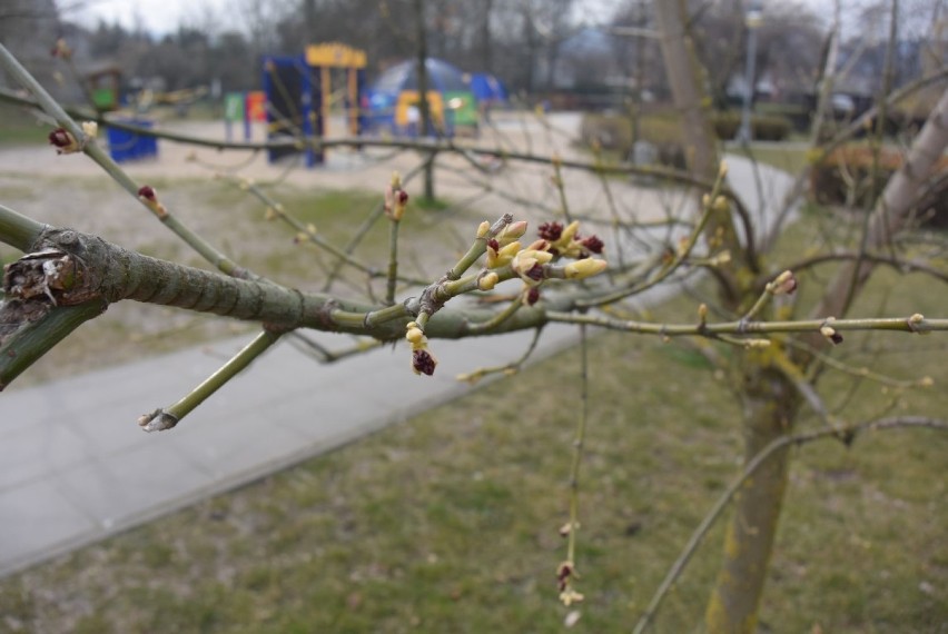 Pierwsze oznaki wiosny w Rumi. Fotogaleria z Parku Starowiejskiego |ZDJĘCIA