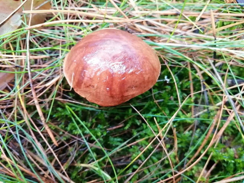 Trwa wysyp grzybów w lasach województwa łódzkiego