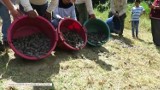 W peruwiańskim rezerwacie wypuszczono 17 tysięcy żółwi amazońskich (wideo)