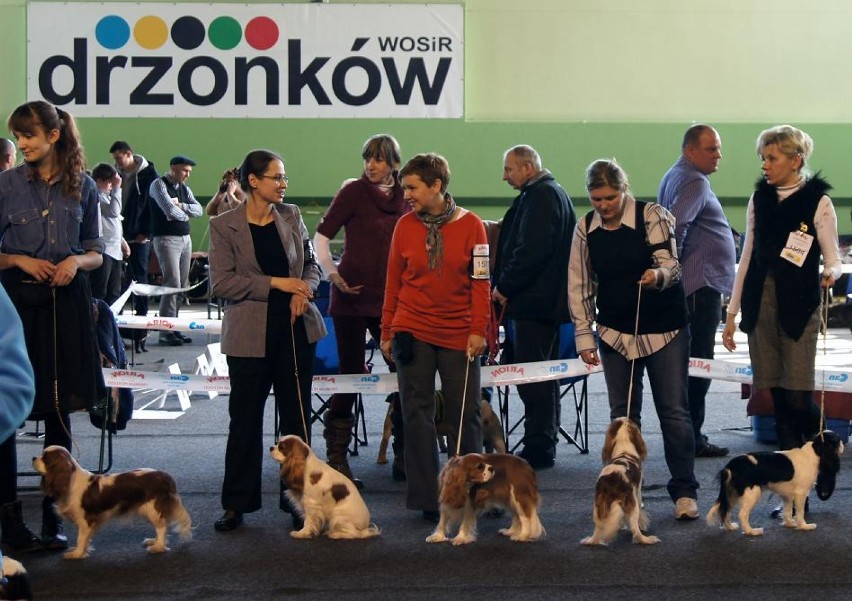 Międzynarodowa wystawa psów rasowych Drzonków 2-3.03.2013