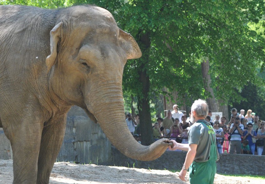 50. urodziny słonicy Magdy w łódzkim zoo