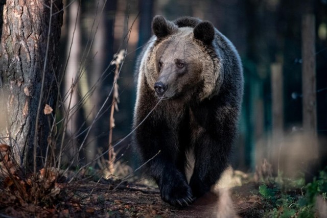 Jeden przechodni niedźwiedź pojawia się w Nadleśnictwie Gorlice okresowo, co 2-3 lata. Najczęściej w okolicach Radocyny czy Koniecznej. Przychodzi do nas ze Słowacji