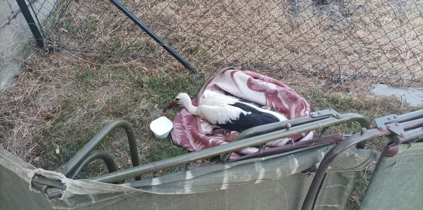 Gmina Gniezno. Strażacy ze Strzyżewa Smykowego pomogli rannemu bocianowi [FOTO]