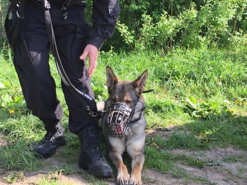 Policjant ze Szczecinka i jego pies odnaleźli staruszka [zdjęcia]