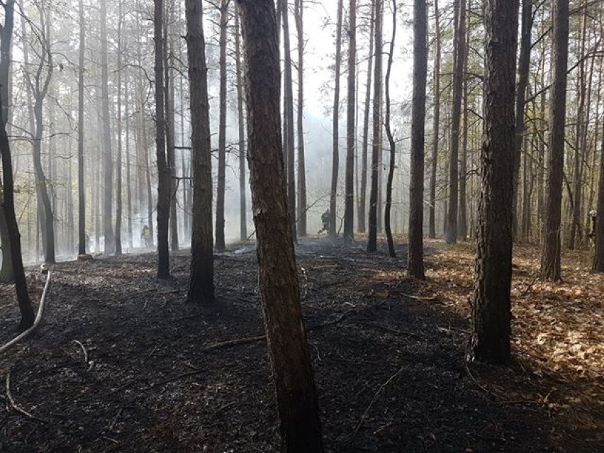 Pożar w lesie pod Annopolem. Strażacy znaleźli spalone auto i zwłoki mężczyzny