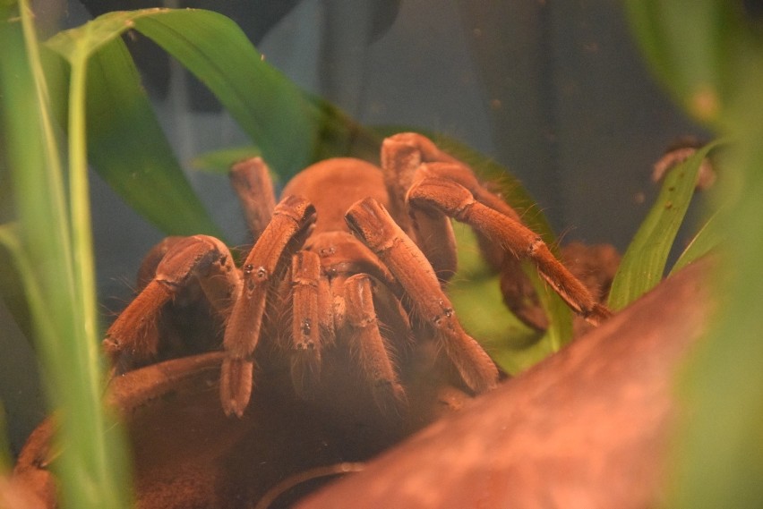 W Świętochłowicach trwa wystawa pająków i skorpionów