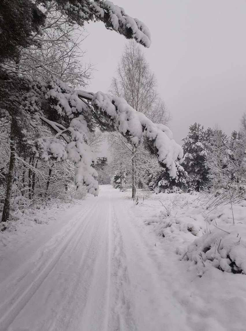 Zima w Sycowie okiem naszych czytelników. Zobacz zdjęcia!