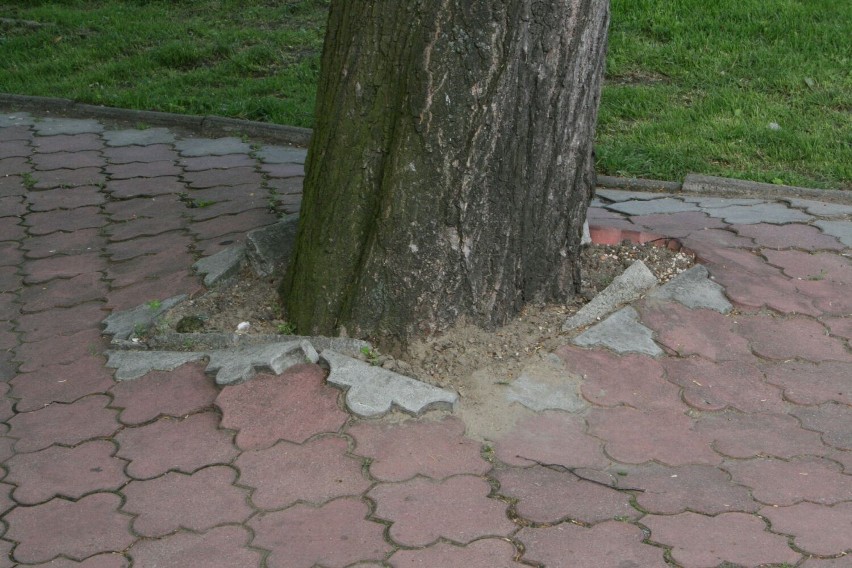 Część tulipanów znikła z klombu na sierakowskim rynku