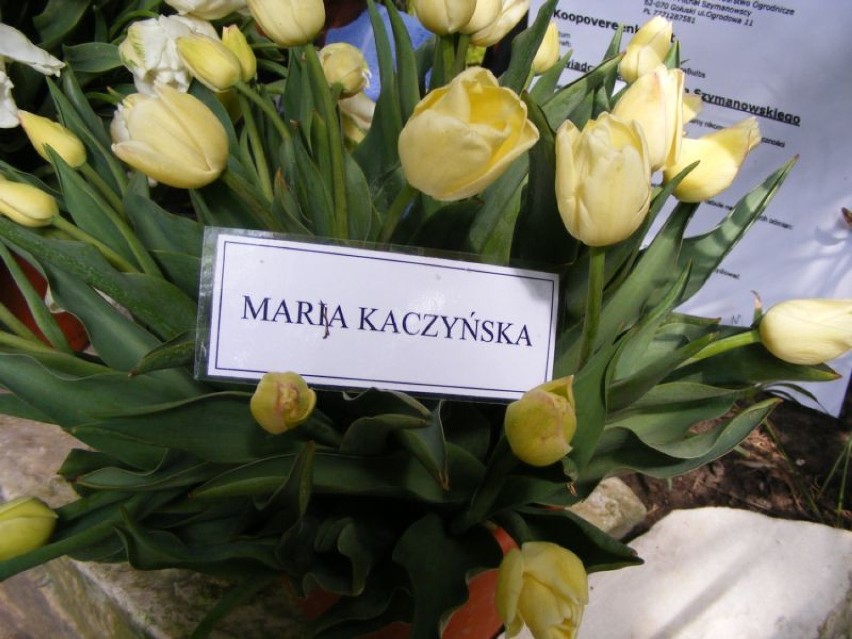 tulipan Maria Kaczyńska,