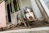 Świnia na balkonie w bloku w Bydgoszczy, a spółdzielnia mieszkaniowa bezradna