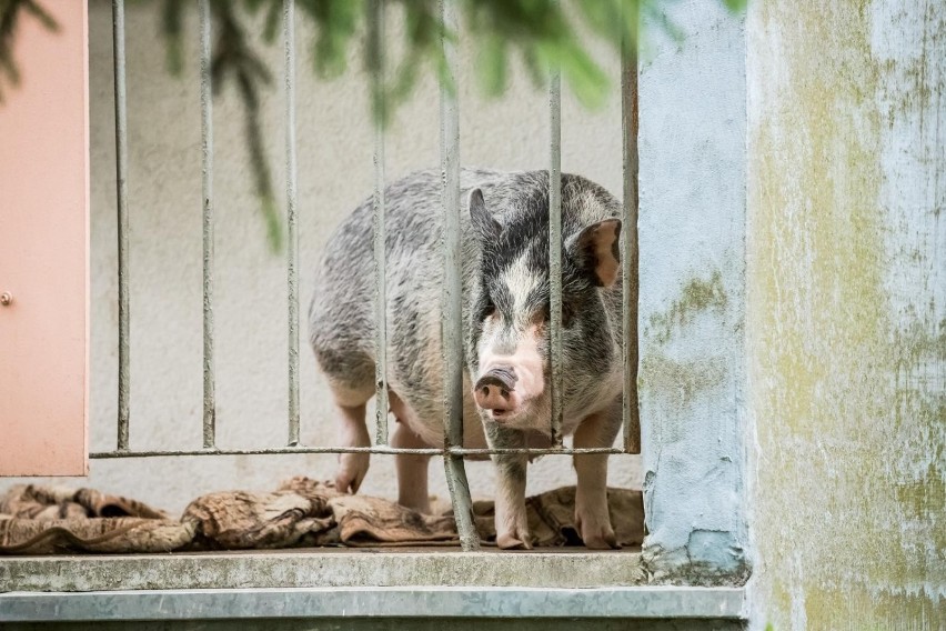 W bloku na bydgoskich Wyżynach na balkonie mieszka......