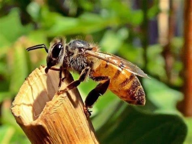 Do 18 stycznia 2024 r. pszczelarze i organizacje ich zrzeszające mogą składać wnioski m.in. o dotacje na zakup sprzętu niezbędnego w pasiece.