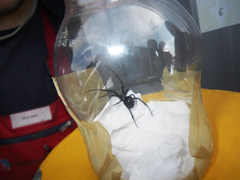 Służba Celna odkryła jadowite pająki w kontenerze. Czarne wdowy w Gdańsku
