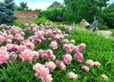 Arboretum w parku dzikowskim w Tarnobrzegu. Wyjątkowe miejsce na spacer (ZDJĘCIA)