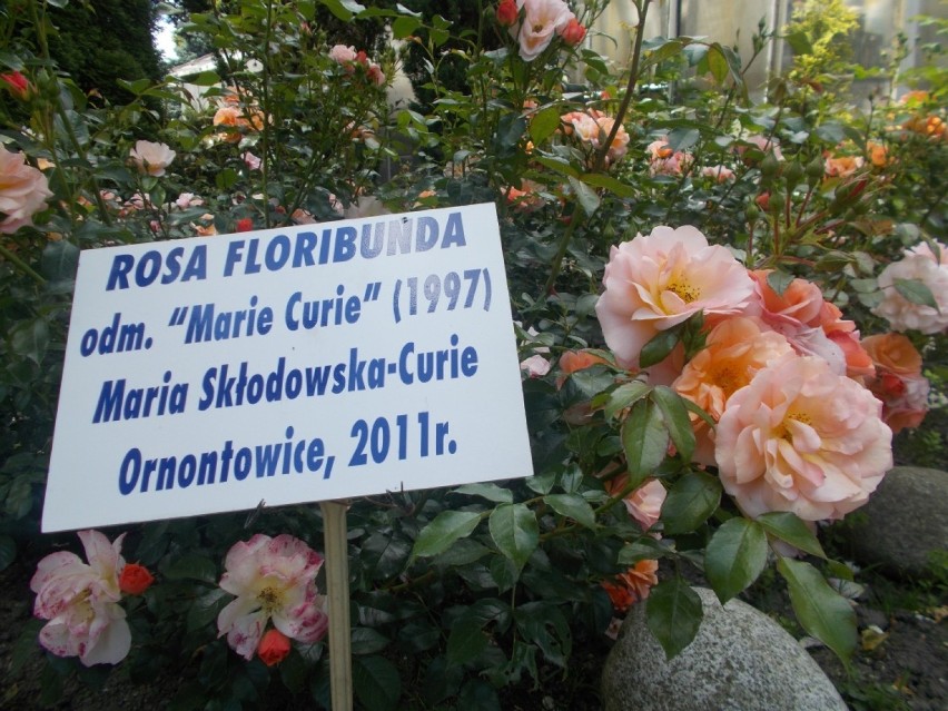 Ich róże zna cała Polska, w swoim ogrodzie mają też coś dla pszczynian