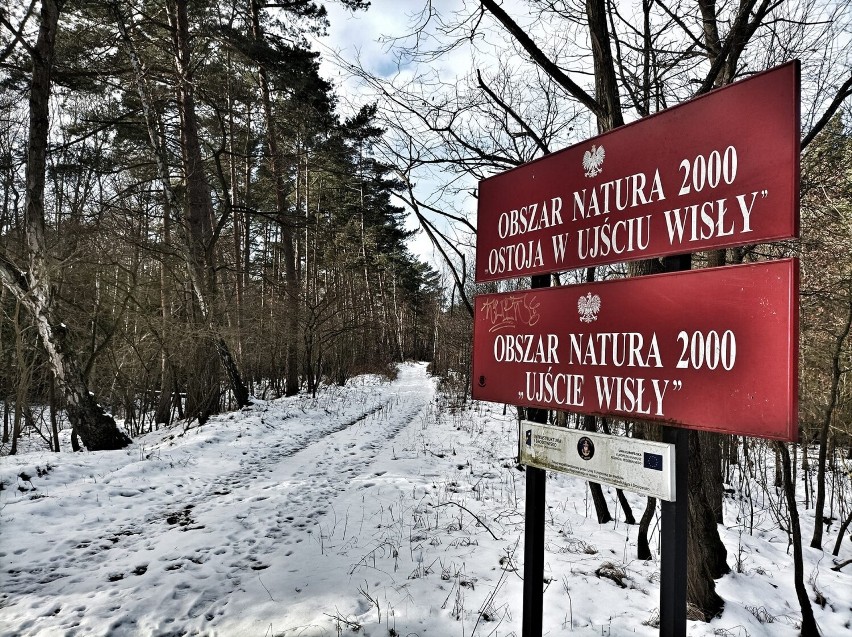 Obrazki z Mikoszewa - natura nad Zatoką Gdańską, zima 2023