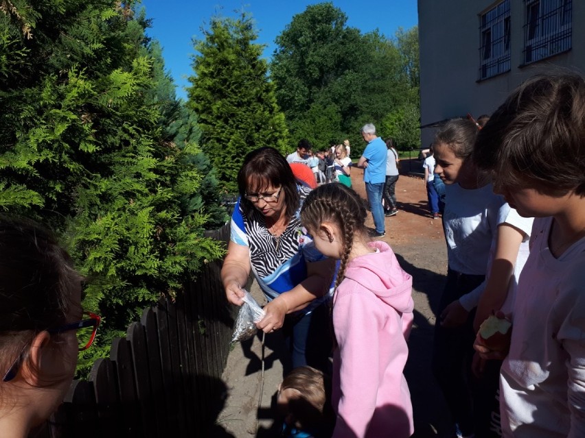 Dzieci ze szkoły w Niemczynie zasiały słoneczniki w ramach akcji "Siejemy Słońce" 