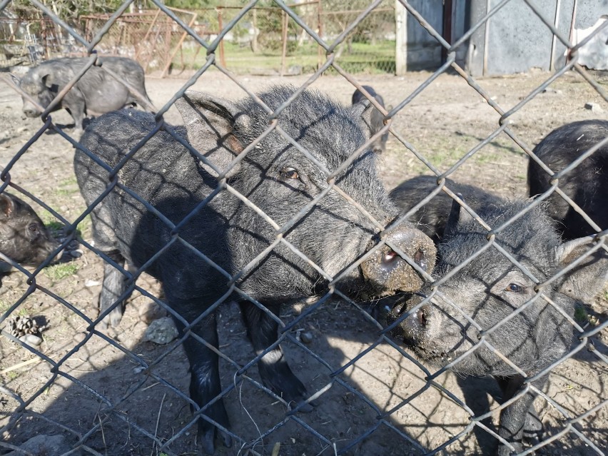 Czarne świnie w Kwaczale