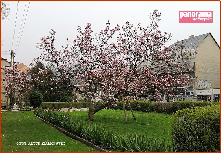 Zakwitła najstarsza wałbrzyska magnolia. Drzewo rośnie na...