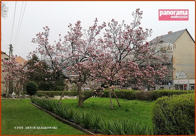 Zakwitła najstarsza wałbrzyska magnolia. Drzewo rośnie na terenie dzielnicy Stary Zdrój