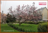 Wałbrzych: Zakwitła najstarsza magnolia rosnąca w granicach miasta - ZDJĘCIA
