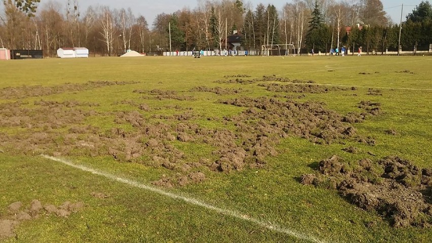 Dziki zniszczyły murawę boiska przy ul. Skrzyszowskiej