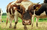 Stado byków uciekło z gospodarstwa. Zwierzęta mogą być niebezpieczne
