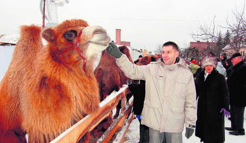 TARNÓW. Wielbłąd jest jednym z kilkudziesięciu zwierząt,...