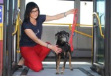 MPK Łódź tłumaczy jak bezpiecznie podróżować z psem
